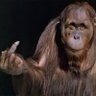Profilbild von Ning