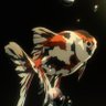 Profilbild von 波乱