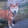Profilbild von フック🐕🐾🐾🦴