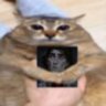 🐈⬛ profil fotoğrafı