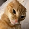🇸🇻 FuzzyWuzzyCat 🇸🇻's profile picture