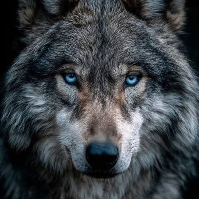 Wolf's profile picture