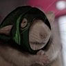 Dreg's profile picture
