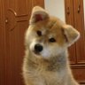 sarna2 的头像