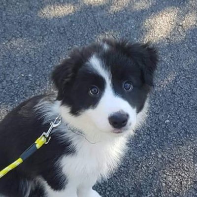 pubby🔜EF's profile picture