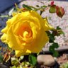 ఈ వ్రాతలే... profil fotoğrafı
