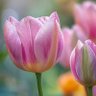 Фото профиля さと