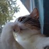 Profilbild von whoTFai
