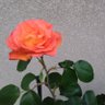 カズ's profile picture