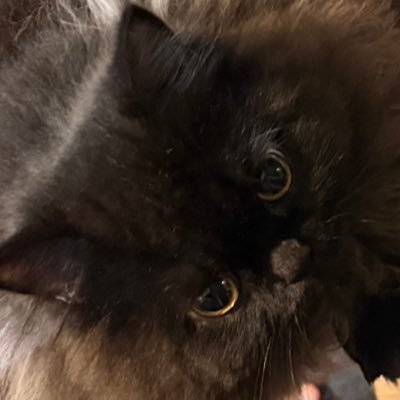 Fxndxx's profile picture