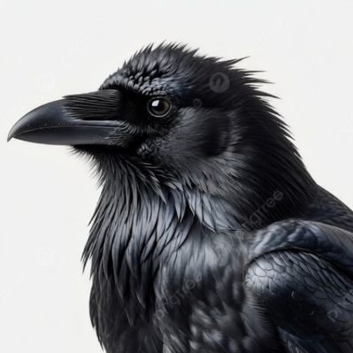 Raven's profile picture