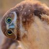 جغد خوشخبر profil fotoğrafı