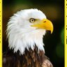 Фото профиля Crd-tvfl🇺🇸🇺🇸🇺🇸