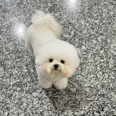 Kanomcakebichon's profile picture