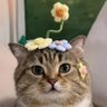 lianhaeyoo~ profil fotoğrafı