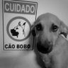 cachorro meio ꕤ 的头像
