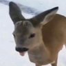 Фото профиля Deer fan Number One