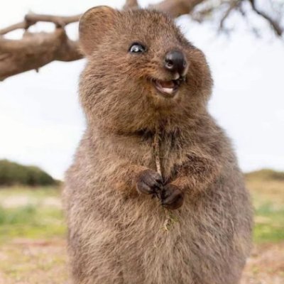 chiara's profile picture