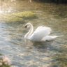 🦢's profile picture