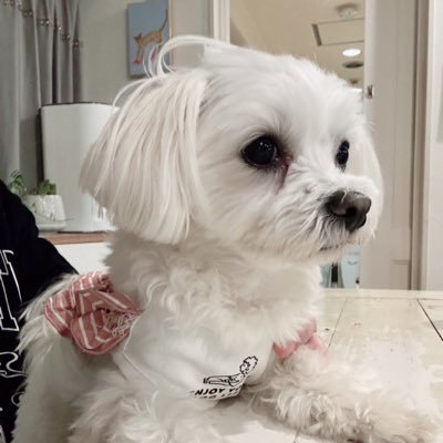 りょんりょん's profile picture