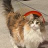 meg (inactive til tbd) profil fotoğrafı