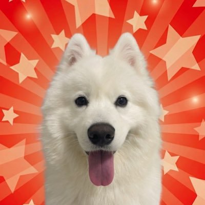 ハマ太郎の日常【サモエド】's profile picture