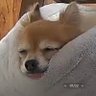 鬼木(おにき)眼光's profile picture