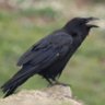 Raven's profile picture