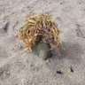 下っ端 的头像