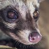 Фото профиля Paradoxurus hermaphroditus