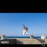 猫の人 profil fotoğrafı
