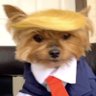Profilbild von 🇺🇸