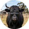 the bull 的头像