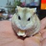 Profilbild von もろぴー