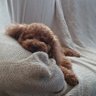 ぽんちゃんママ profil fotoğrafı