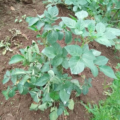 Agronome's profile picture