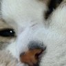 ハナオ's profile picture