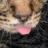 だし 的头像