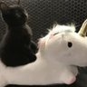 duckkadoo's profile picture