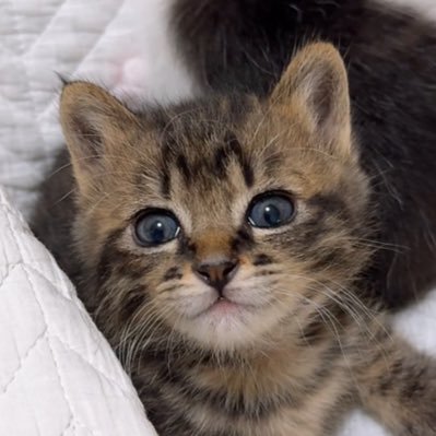 保護猫3兄弟きじこまはち's profile picture