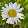 Mary Alice DeCesare profil fotoğrafı