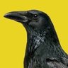 Profilbild von blackbird