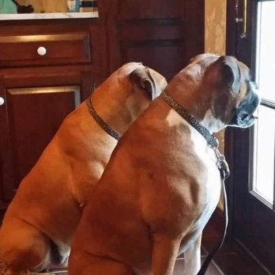 MyBoxerLuvMac1's profile picture