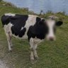 chief privacy officer moo 的头像