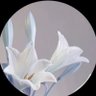 nor's profile picture