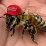 Profilbild von MAGAbee