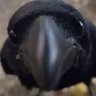 Opsiån profil fotoğrafı