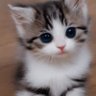 Фото профиля thekitty