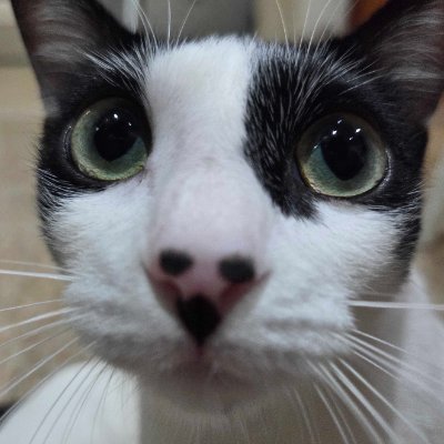 cain 𓃠's profile picture