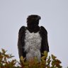Timmytom profil fotoğrafı